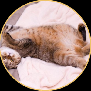 CIERRE (Evaluación de Resultados & ROI)