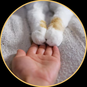 CONFIRMACIÓN (Payment & Commitment)